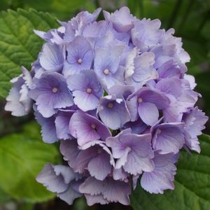 Meet your Posher, Kira